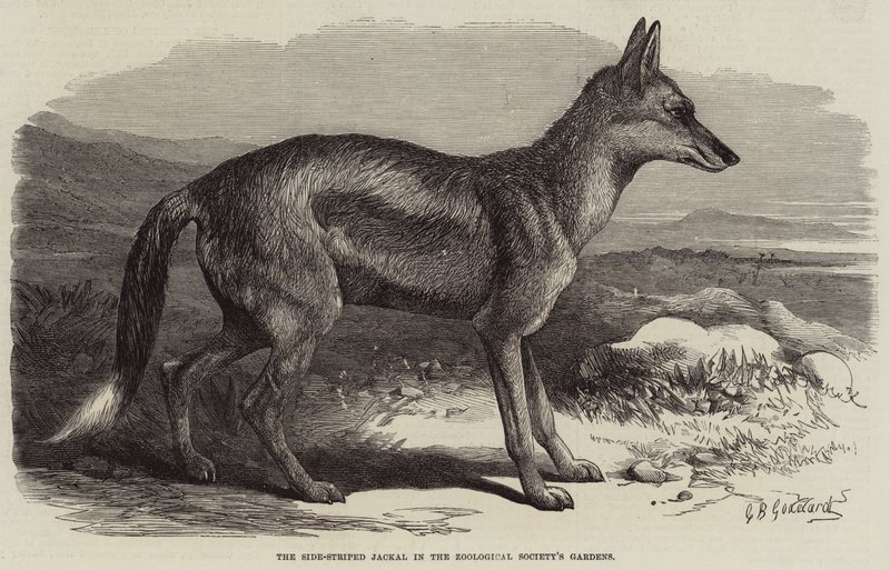 Den sidrandiga schakalen i Zoologiska föreningens trädgårdar av George Bouverie Goddard