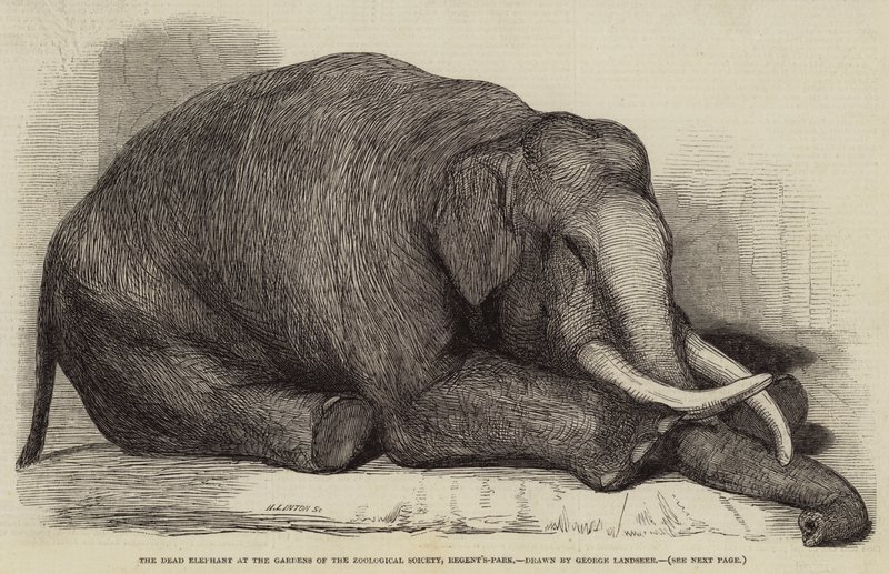 The Dead Elephant at the Gardens of the Zoological Society, Regent