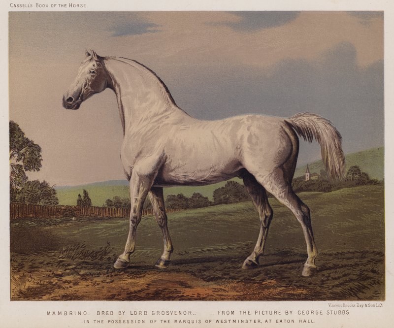 Nambrino, uppfödd av Lord Grosvenor, i besittning av markisen av Westminster, i Eaton Hall (färg litho) av George (after) Stubbs