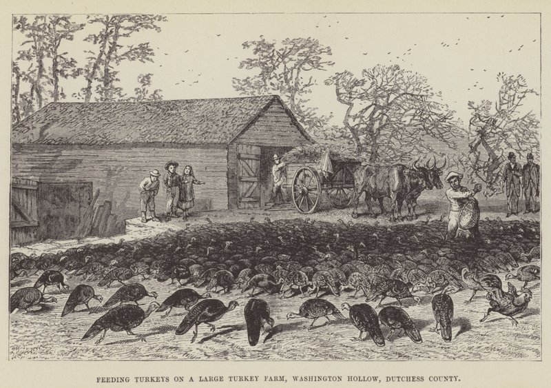 Matar kalkoner på en stor kalkongård, Washington Hollow, Dutchess County av George Augustus Sala