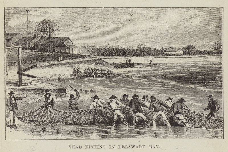 Shad Fishing i Delaware Bay av George Augustus Sala