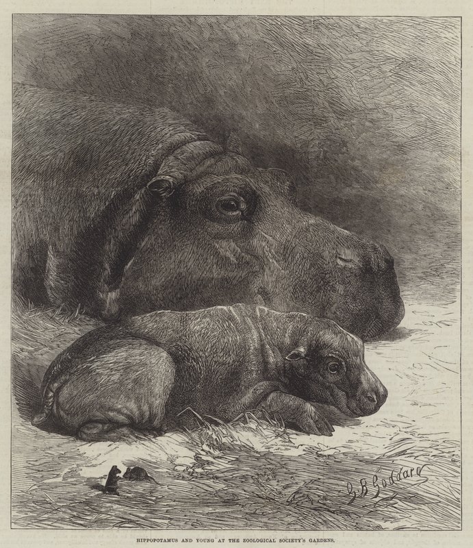 Flodhäst och unga vid Zoologiska föreningens trädgårdar av George Bouverie Goddard