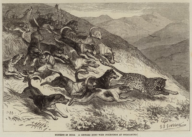 Jakt i Indien, leopardjakt med rävhundar i Ootacamund av George Bouverie Goddard