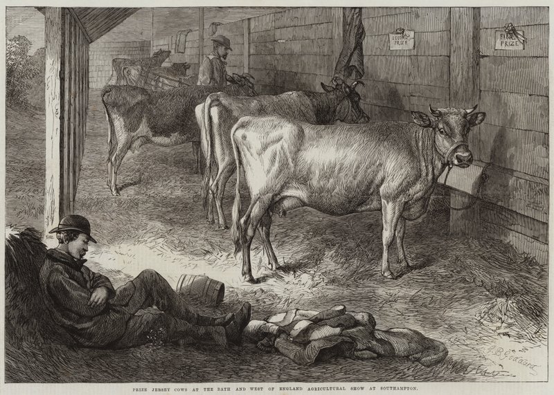 Pris Jersey-kor på Bath and West of England Agricultural Show i Southampton av George Bouverie Goddard