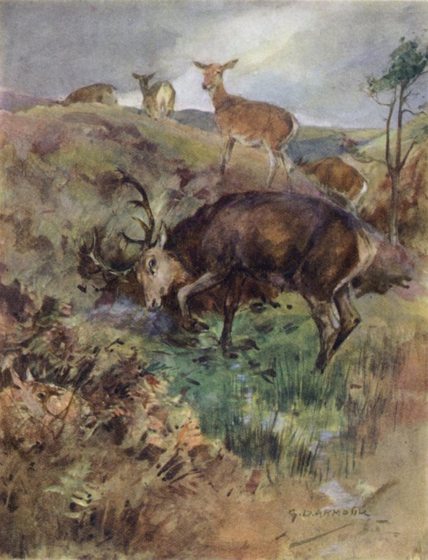 Illustration för historien om en kronhjort (litho i färg) av George Denholm Armour