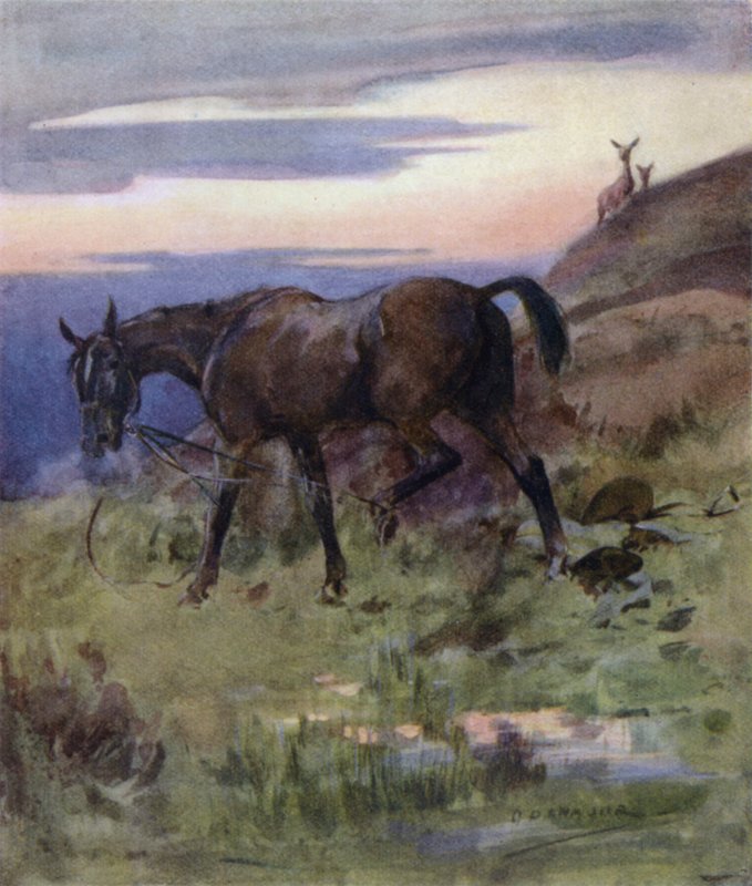 Illustration för historien om en kronhjort (litho i färg) av George Denholm Armour