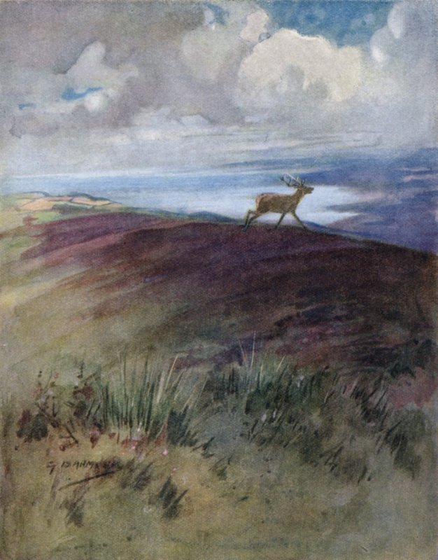 Illustration till historien om en kronhjort (litho i färg) av George Denholm Armour