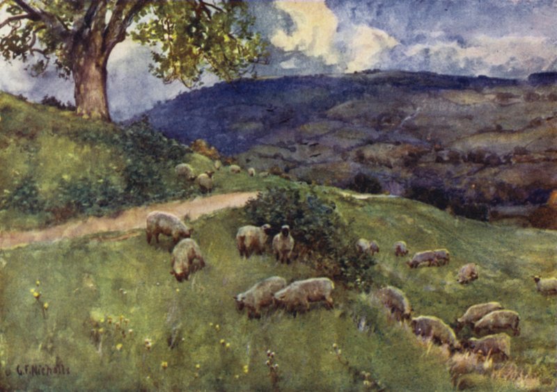 En Cotswold fårbete av George Franck Nicholls