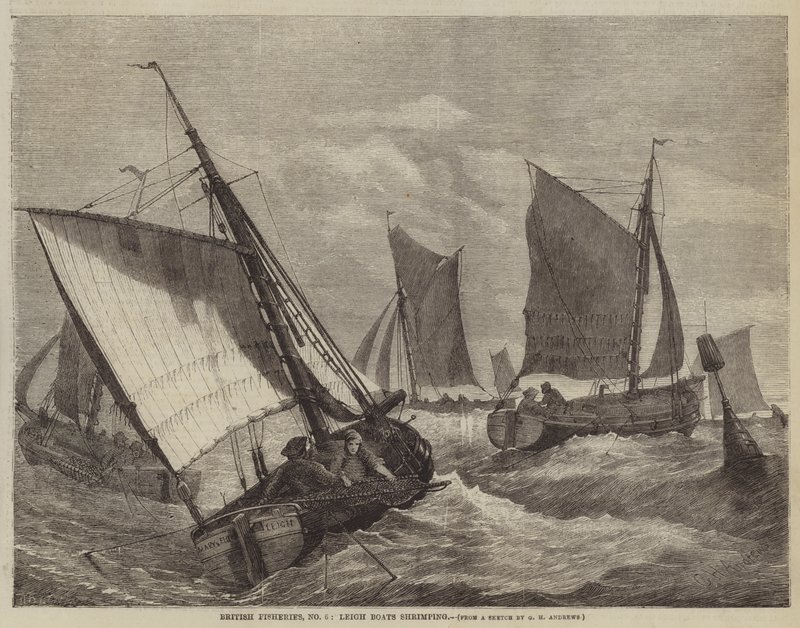 British Fisheries, nr 6, Leigh Boats räkor av George Henry Andrews