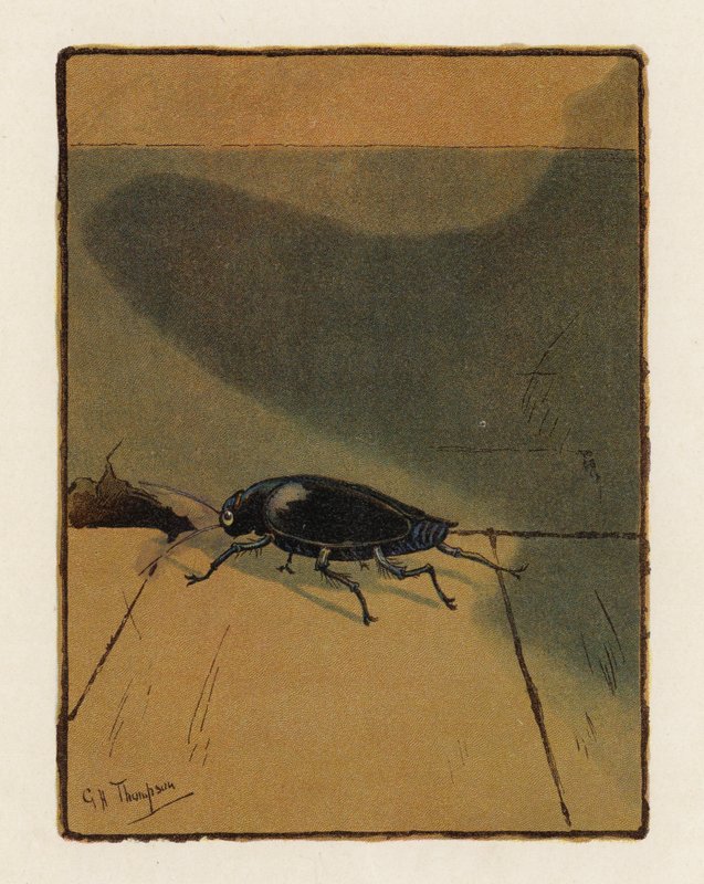 The Beetle (färglitografi) av George Henry Thompson