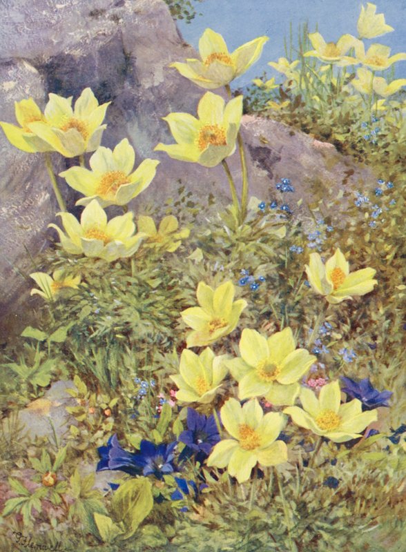 Anemone sulphurea och Gentiana excisa målade direkt på fälten i slutet av maj (färglitografi) av George Jackson Flemwell