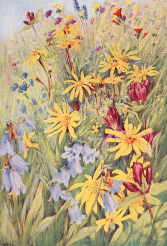 Arnika, brun gentiana (G purpurea), Campanula barbata och den eldiga lilla Hieracium aurantiacum, målade från fält i mitten av juli (färglitografi) av George Jackson Flemwell