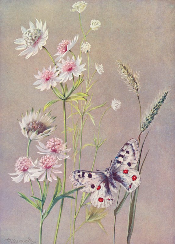 Astrantia dur, A moll och Apollo-fjärilen (färglitografi) av George Jackson Flemwell