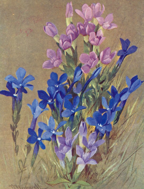 Gentiana campestris och Gentiana bavarica (färglitografi) av George Jackson Flemwell