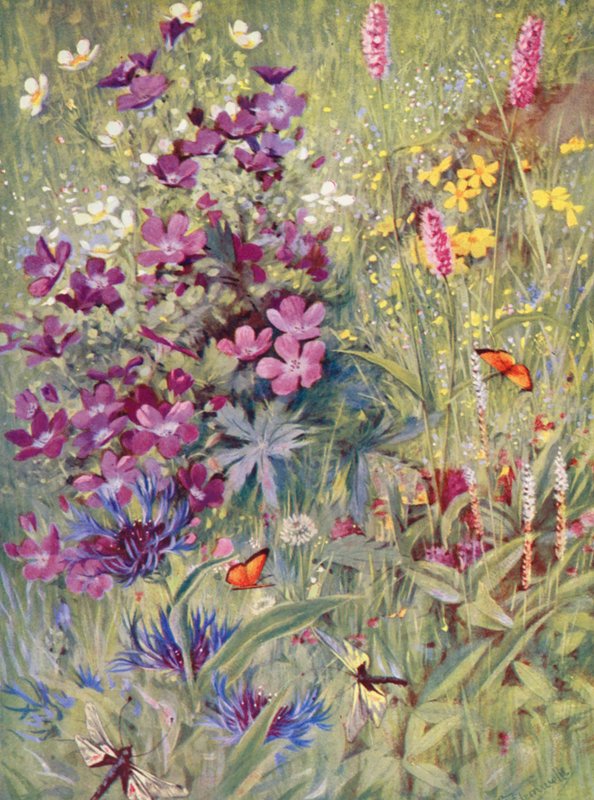 Geranium sylvaticum, Potentilla rupestris, Centaurea montana, den rosa bistorten, den lilla alpbistorten, målade på plats på fälten i början av juli (färglitografi) av George Jackson Flemwell