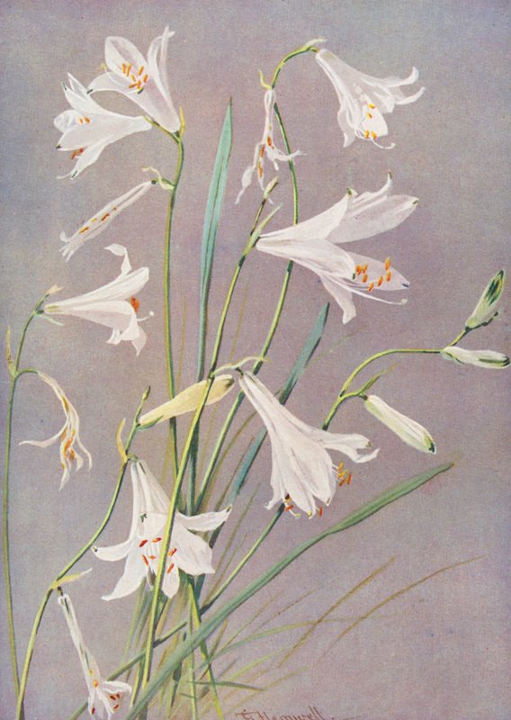 Paradisia Liliastrum, Paradis- eller St Brunolilja (färglitografi) av George Jackson Flemwell