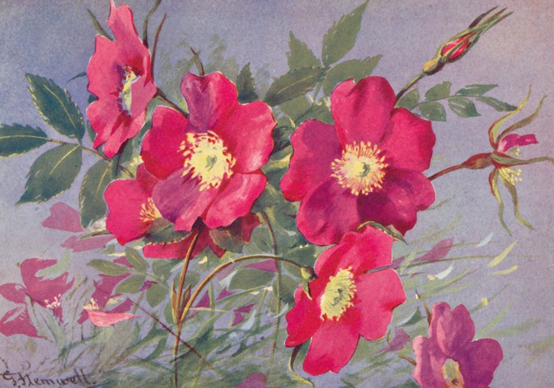 Rosa alpina, den taggfria alpglantinen (färglitografi) av George Jackson Flemwell