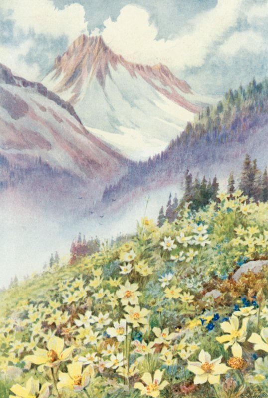 Svavelanemoner på Le Planets sluttningar (färg litho) av George Jackson Flemwell