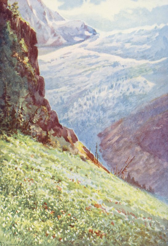 Paradislilja (Paradisia Liliastrum) nära Glacier de Trient omkring mitten av juni (färglitografi) av George Jackson Flemwell