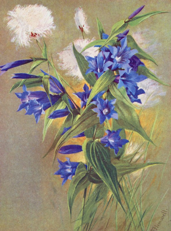Pilgentiana (G. asclepiadea) och alpgräs (Eriophorum Scheuchzeri) (färglitografi) av George Jackson Flemwell