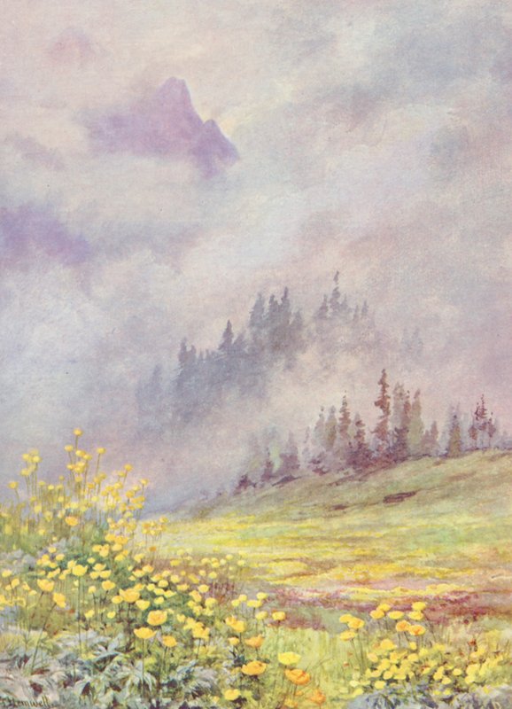 Trollius europaeus, globblomman, på de molntäckta fälten i början av juni (färglitografi) av George Jackson Flemwell