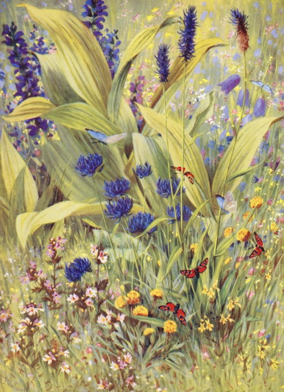 Unga plantor av Veratrum album, tillsammans med Salvia pratensis, Phyteuma betonicaefolium, P orbiculare, den vita och den gula Euphrasia och den gula klövern, ritade på plats i början av juli (färglitografi) av George Jackson Flemwell
