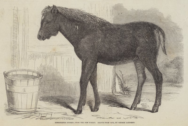Anmärkningsvärd hybrid, från New Forest av George Landseer