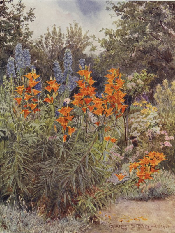 Apelsinliljor och Larkspur av George Samuel Elgood