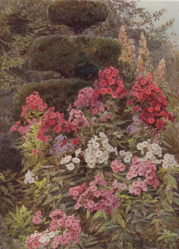 Flox av George Samuel Elgood