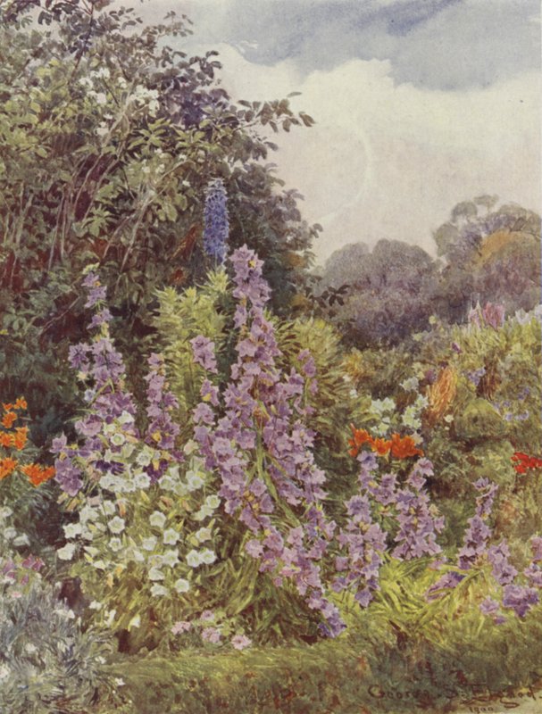 Lila Campanula av George Samuel Elgood
