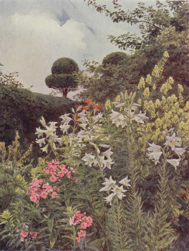 Vita liljor och gul munkhet av George Samuel Elgood