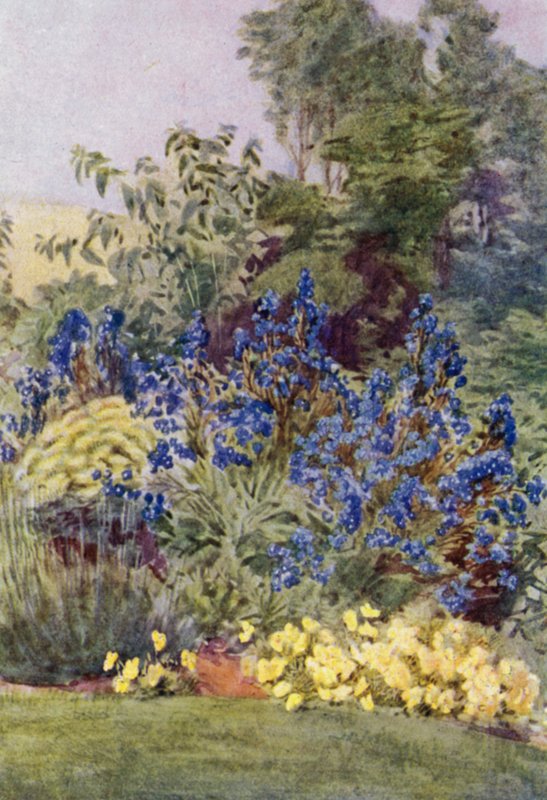 Anchusa Italica Dropmore sort, Dropmore Alkanet, med Clematis recta och Violas (färg litho) av George Soper