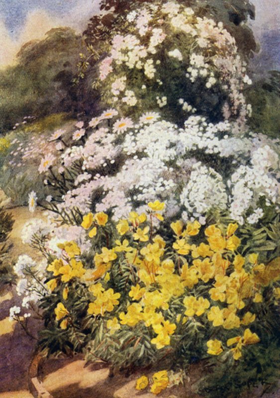 Oenothera Fruticosa Youngii, en av de bästa nattljusorna, med bakgrund av vita floxer, Achillea Ptarmica och Shasta tusenskönor (färg litho) av George Soper
