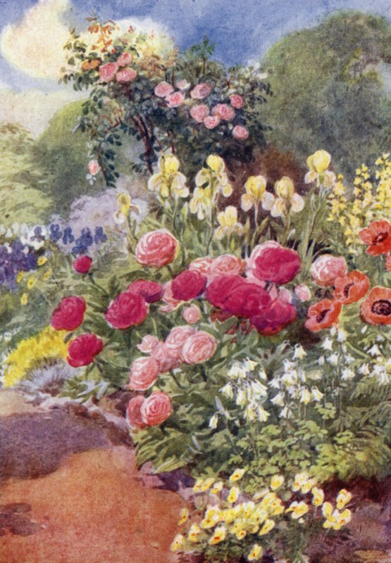 Paeonies, med Columbines, Yellow Iris och Thermopsis (färg litho) av George Soper