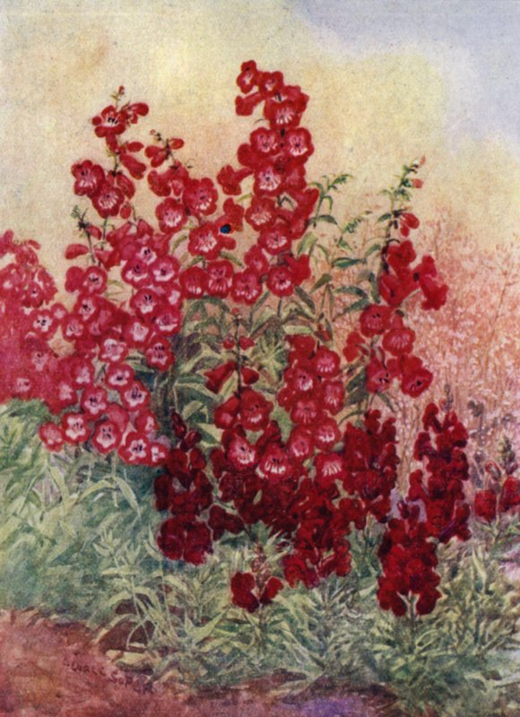 Pentstemons, Antirrhinums och Heuchera Brizoides (färg litho) av George Soper