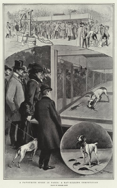En favoritsport i Paris, en tävling i råttdödning av Georges Bertin Scott