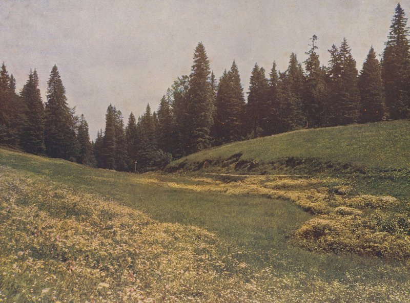 Äng på Feldberg, Schwarzwald, Tyskland (färgfoto) av German Photographer