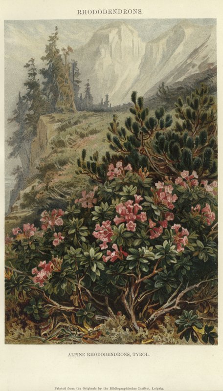Alpina Rhododendron av German School
