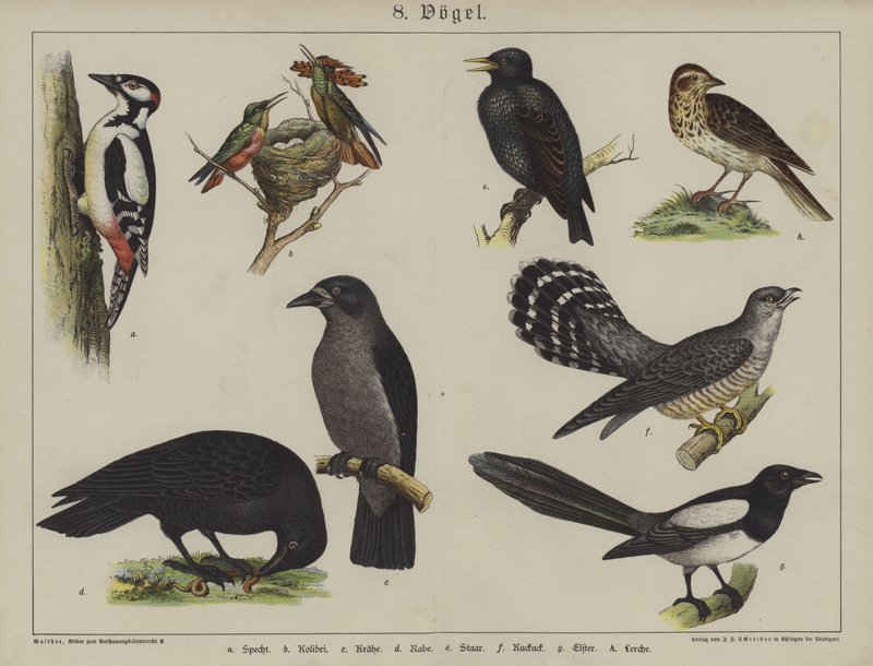 Djur (färg litho) av German School
