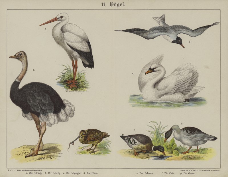 Djur (färg litho) av German School