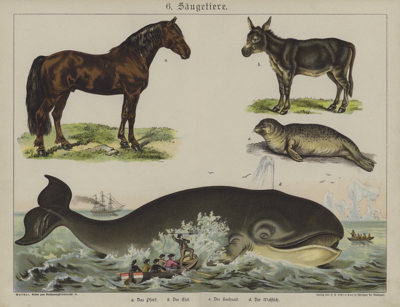 Djur (färg litho) av German School