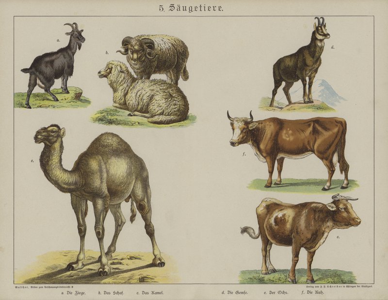 Djur (färg litho) av German School