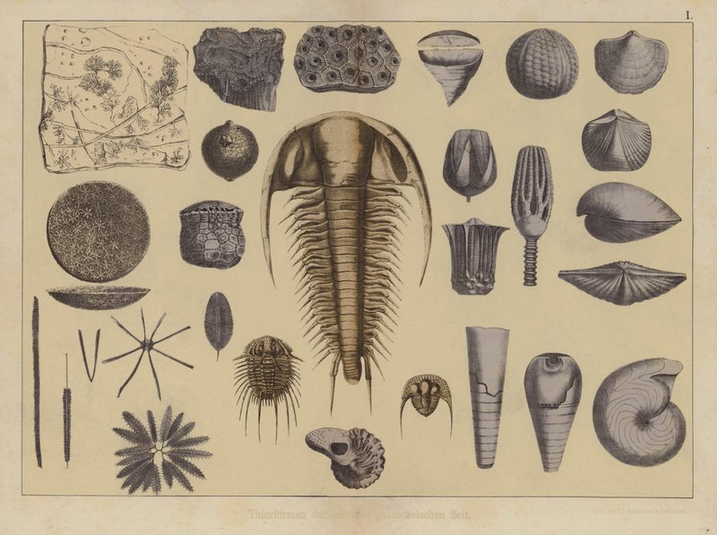 Djur från den tidiga paleozoiska eran (färg litho) av German School