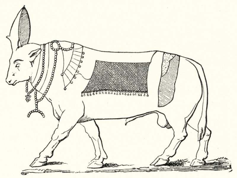 Apis, helig tjur från det antika Egypten (gravyr) av German School