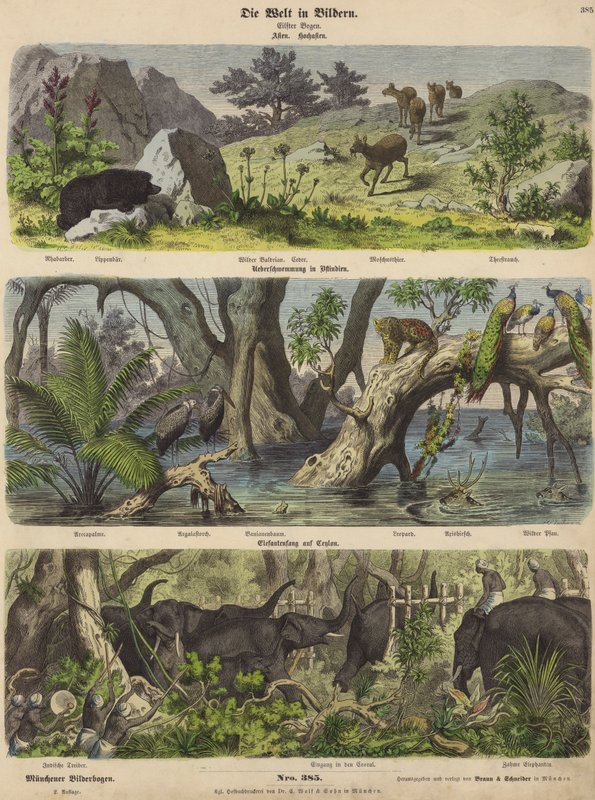 Asien: bergsdjur och växter; översvämningar i östra Indien; fånga elefanter på Ceylon (färgad gravyr) av German School