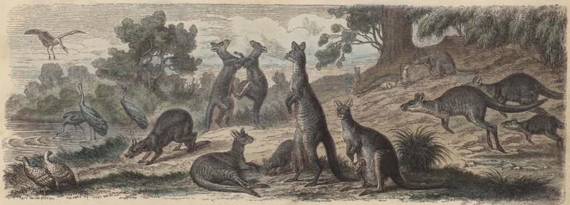 Australiskt djurliv (färgad gravyr) av German School