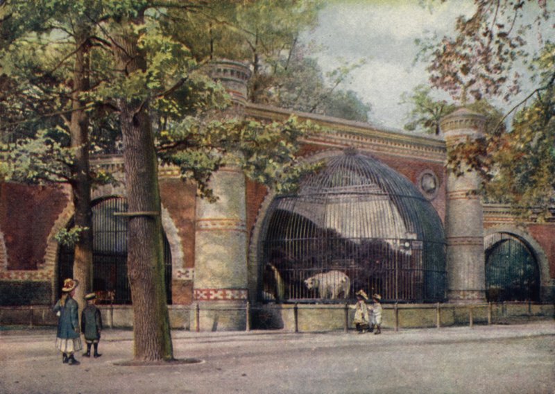 Björnhägn, Berlins zoologiska trädgård, Tyskland (färg litho) av German School