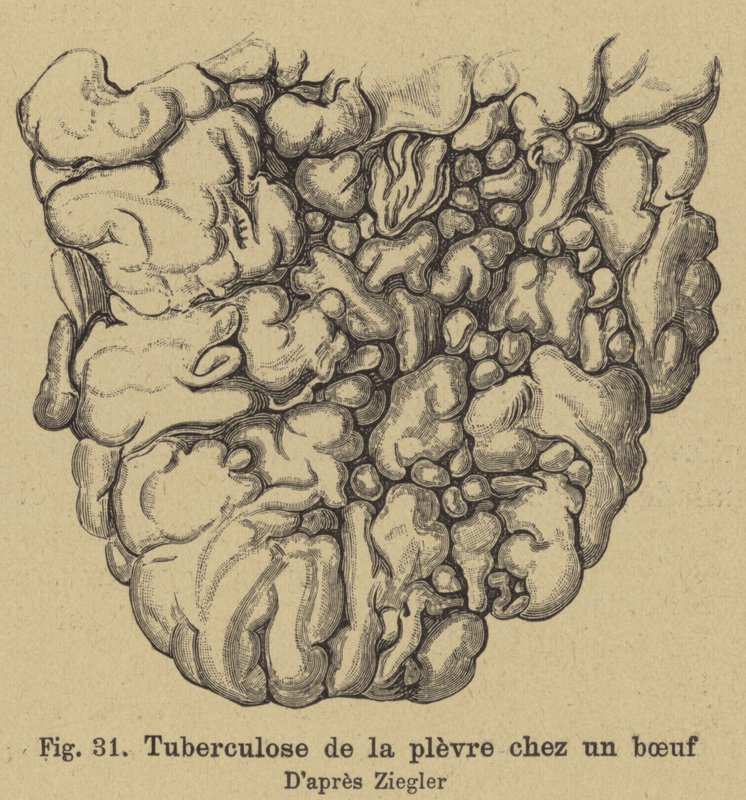 Bovin tuberkulos av German School