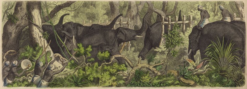 Att fånga elefanter i Ceylon (färgad gravyr) av German School