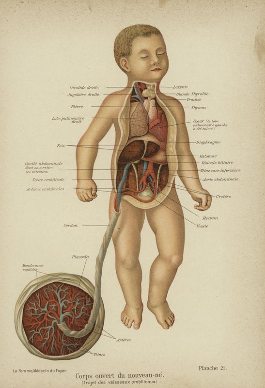 Utskuret diagram som visar de inre organen hos ett nyfött barn och dess navelsträng (färg litho) av German School